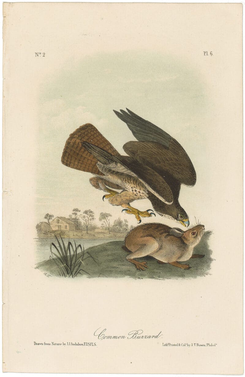 Audubon 2nd Ed. Octavo Pl. 6 Common Buzzard