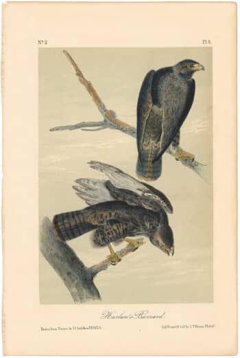Audubon 2nd Ed. Octavo Pl. 8 Harlan's Buzzard