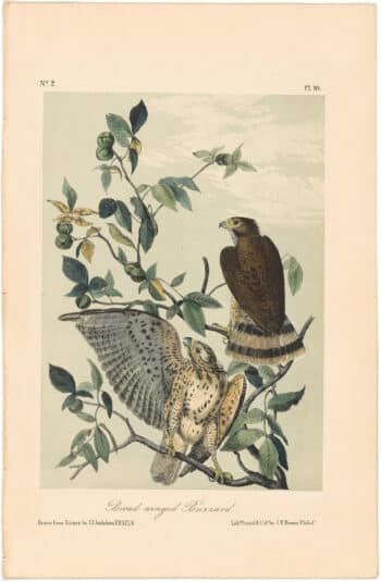 Audubon 2nd Ed. Octavo Pl. 10 Broad-winged Buzzard