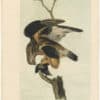 Audubon 2nd Ed. Octavo Pl. 11 Rough-legged Buzzard