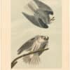 Audubon 2nd Ed. Octavo Pl. 16 Black-shouldered Elanus