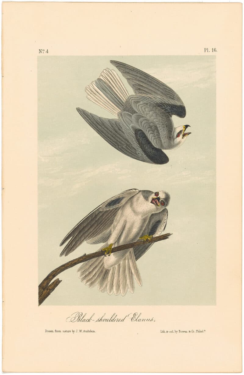 Audubon 2nd Ed. Octavo Pl. 16 Black-shouldered Elanus