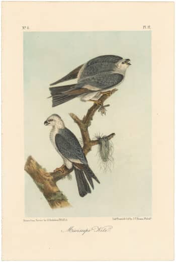 Audubon 2nd Ed. Octavo Pl. 17 Mississippi Kite