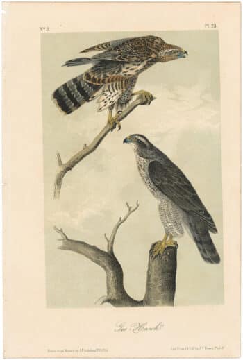 Audubon 2nd Ed. Octavo Pl. 23 Gos Hawk