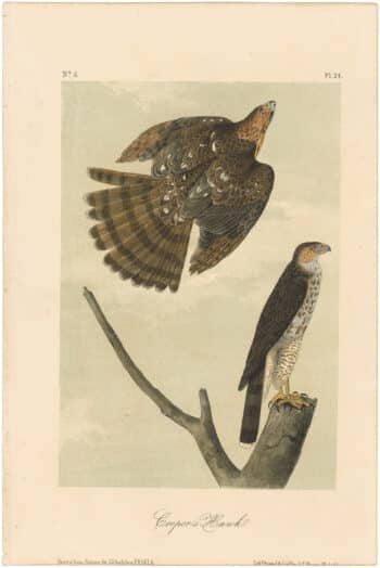 Audubon 2nd Ed. Octavo Pl. 24 Cooper's Hawk