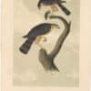 Audubon 2nd Ed. Octavo Pl. 25 Sharp-shinned Hawk