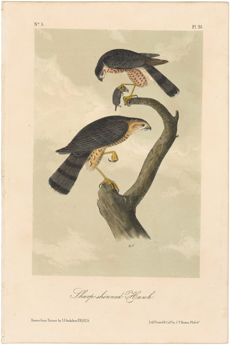 Audubon 2nd Ed. Octavo Pl. 25 Sharp-shinned Hawk