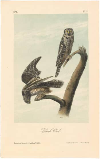 Audubon 2nd Ed. Octavo Pl. 27 Hawk Owl