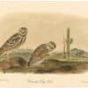 Audubon 2nd Ed. Octavo Pl. 31 Burrowing Day - Owl