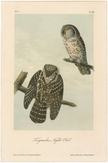 Audubon 2nd Ed. Octavo Pl. 32 Tengmalm's Night - Owl