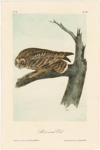 Audubon 2nd Ed. Octavo Pl. 38 Short-eared Owl