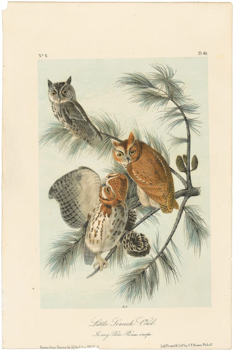 Audubon 2nd Ed. Octavo Pl. 40 Little Screech Owl