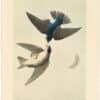 Audubon 2nd Ed. Octavo Pl. 46 White-bellied Swallow