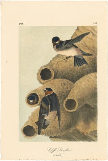 Audubon 2nd Ed. Octavo Pl. 47 Cliff Swallow