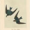 Audubon 2nd Ed. Octavo Pl. 49 Violet - Green Swallow