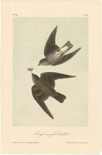 Audubon 2nd Ed. Octavo Pl. 51 Rough-winged Swallow
