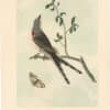 Audubon 2nd Ed. Octavo Pl. 53 Swallow-tailed Flycatcher