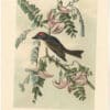 Audubon 2nd Ed. Octavo Pl. 55 Pipiry Flycatcher