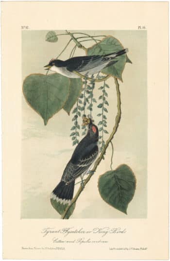 Audubon 2nd Ed. Octavo Pl. 56 Tyrant Flycatcher or King Bird