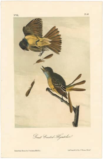 Audubon 2nd Ed. Octavo Pl. 57 Great Crested Flycatcher
