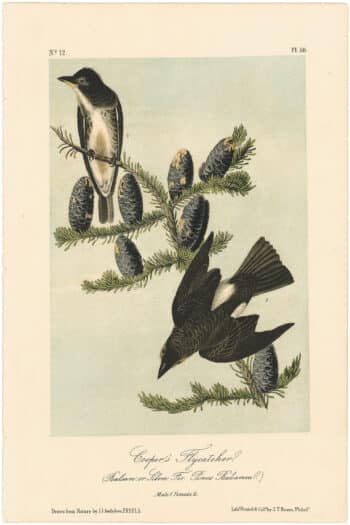 Audubon 2nd Ed. Octavo Pl. 58 Cooper's Flycatcher