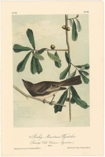 Audubon 2nd Ed. Octavo Pl. 60 Rocky Mountain Flycatcher