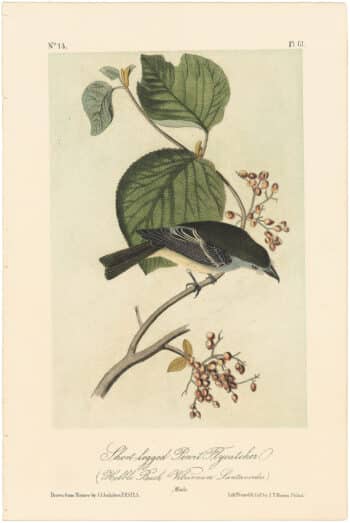 Audubon 2nd Ed. Octavo Pl. 61 Short-legged Pewit Flycatcher
