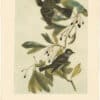 Audubon 2nd Ed. Octavo Pl. 62 Small Green-crested Flycatcher