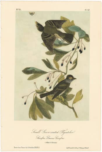 Audubon 2nd Ed. Octavo Pl. 62 Small Green-crested Flycatcher