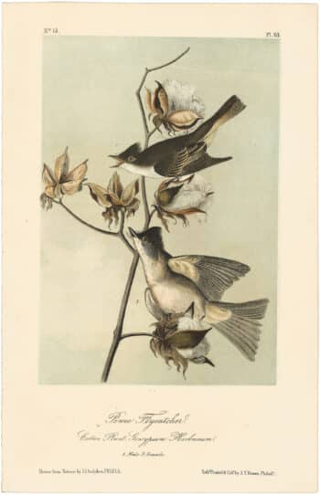 Audubon 2nd Ed. Octavo Pl. 63 Pewee Flycatcher