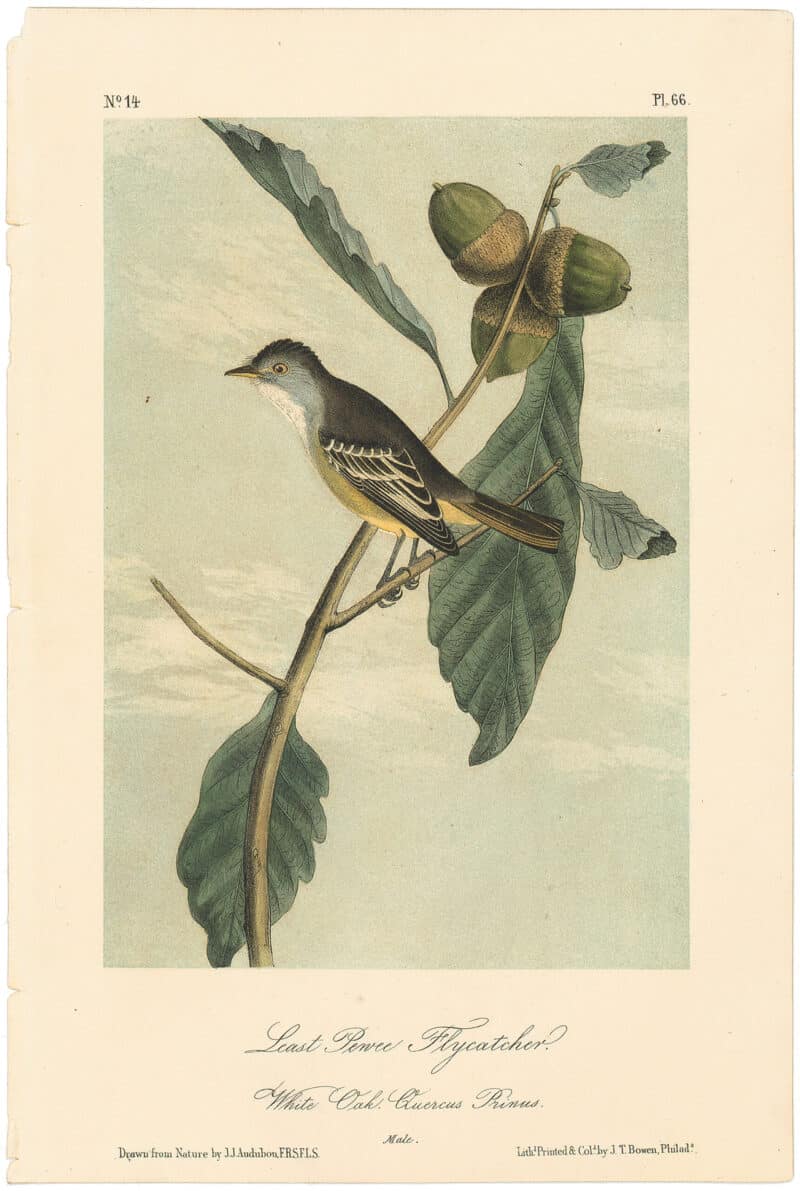 Audubon 2nd Ed. Octavo Pl. 66 Least Pewee Flycatcher