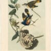 Audubon 2nd Ed. Octavo Pl. 68 American Redstart