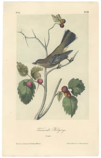 Audubon 2nd Ed. Octavo Pl. 69 Townsend's Ptilogonys