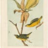 Audubon 2nd Ed. Octavo Pl. 74 Kentucky Flycatching-Warbler