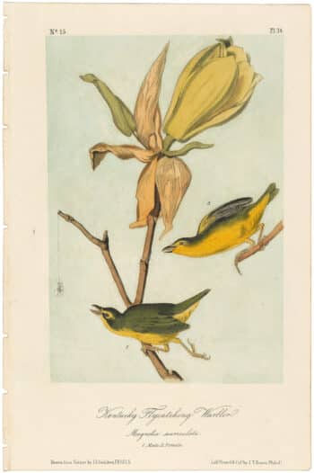 Audubon 2nd Ed. Octavo Pl. 74 Kentucky Flycatching-Warbler