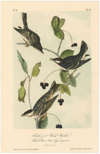 Audubon 2nd Ed. Octavo Pl. 78 Black-poll Wood Warbler