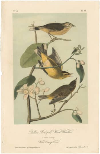 Audubon 2nd Ed. Octavo Pl. 90 Yellow Red-poll Wood - Warbler