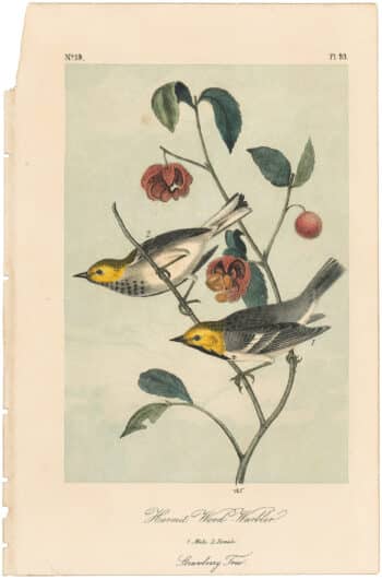 Audubon 2nd Ed. Octavo Pl. 93 Hermit Wood - Warbler