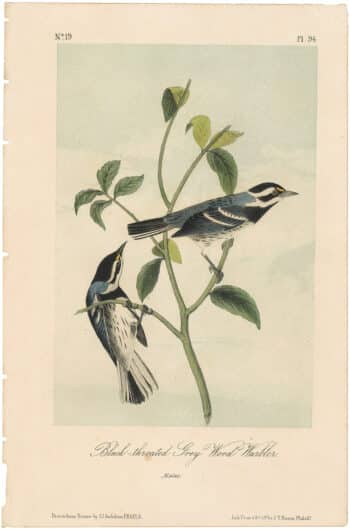Audubon 2nd Ed. Octavo Pl. 94 Black-throated Grey Wood - Warbler