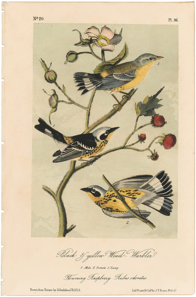 Audubon 2nd Ed. Octavo Pl. 96 Black & yellow Wood - Warbler