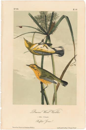 Audubon 2nd Ed. Octavo Pl. 97 Prairie Wood - Warbler