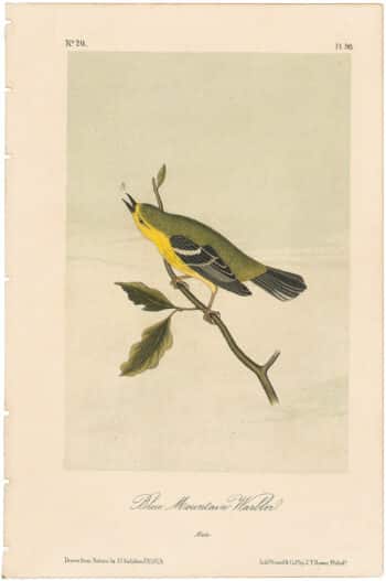Audubon 2nd Ed. Octavo Pl. 98 Blue Mountain Warbler