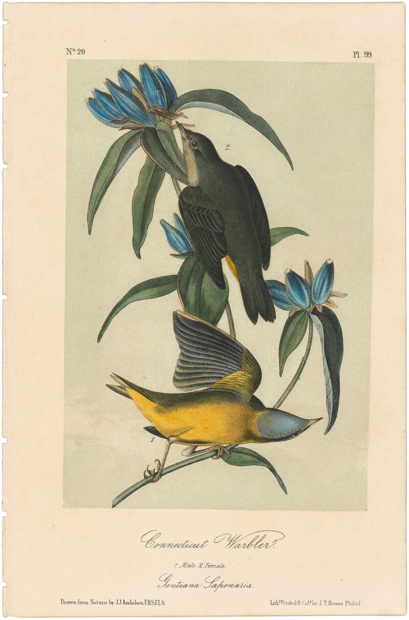 Audubon 2nd Ed. Octavo Pl. 99 Connecticut Warbler