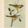 Audubon 2nd Ed. Octavo Pl. 100 Macgillivray's Ground - Warbler