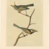 Audubon 2nd Ed. Octavo Pl. 101 Mourning Ground - Warbler