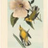 Audubon 2nd Ed. Octavo Pl. 111 Blue-winged Yellow Swamp - Warbler