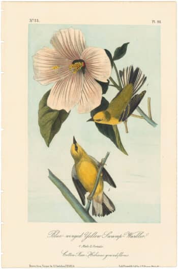 Audubon 2nd Ed. Octavo Pl. 111 Blue-winged Yellow Swamp - Warbler