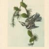Audubon 2nd Ed. Octavo Pl. 114 Black-and-white Creeping Warbler