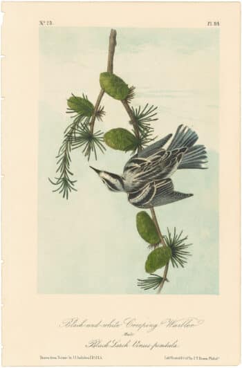 Audubon 2nd Ed. Octavo Pl. 114 Black-and-white Creeping Warbler