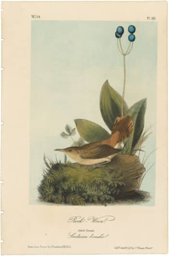 Audubon 2nd Ed. Octavo Pl. 116 Rock - Wren